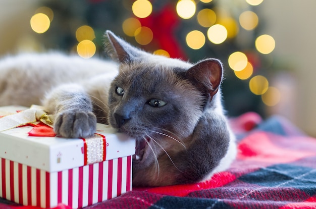 Ernstige kat tegen de wazige achtergrond van de kerstverlichting Kerstboom