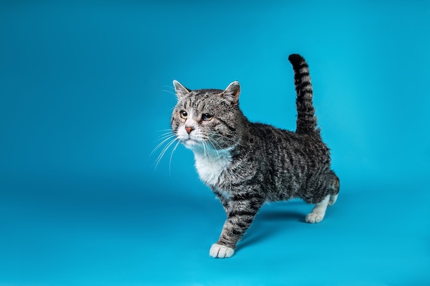 Ernstige oude kat die in de studio op blauwe achtergrond binnenloopt