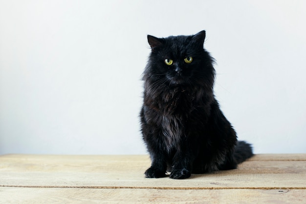 Ernstige zwarte kattenzitting in woonkamer het plaatsen