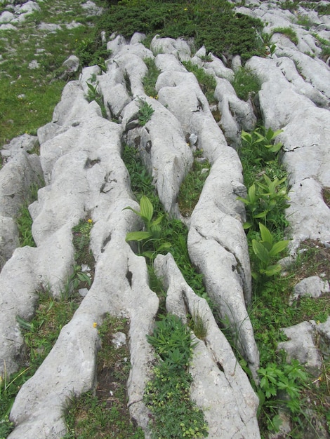 Eroded limestone in the alps with alpine flora