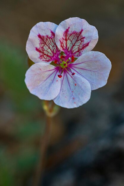 写真 erodium daucoides-灰色がかった衣服で覆われた鮮やかな根茎のハーブ-フウロソウ科