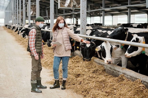 Ervaren vrouwelijke boer met masker die tablet vasthoudt en naar koe wijst terwijl hij de taak uitlegt aan tienerzoon in koeienstal