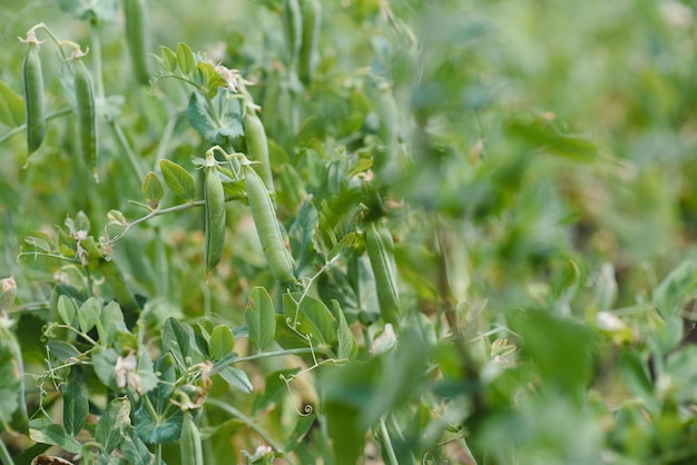 Erwten die op de boerderij groeien