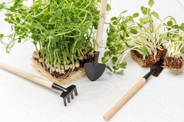 Erwten- en zonnebloemspruiten met gereedschap voor het planten van aarde en zaailingen