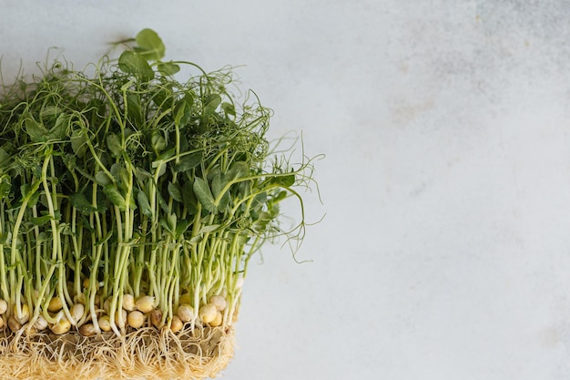 Erwten microgreens op effen achtergrond.