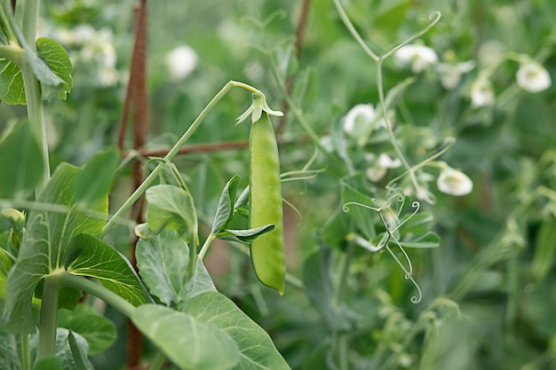 erwtenpeul groeit in de tuin