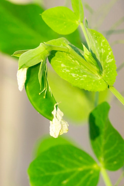 Erwtenplant en erwtjes in de tuin thuis groenten kweken