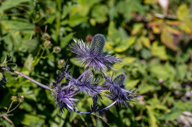 Eryngium alpinum flower growing in meadow close up shoot