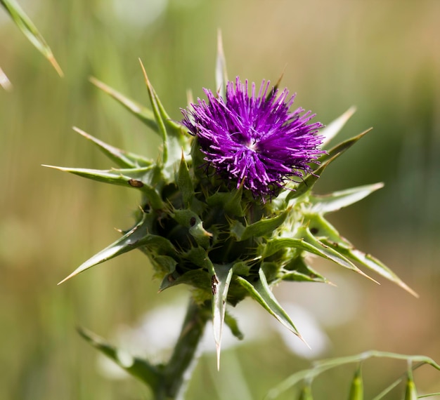 Eryngium amethystinum de geelgroene achtergrond