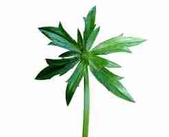 Photo eryngium foetidum or culantro is culinary herb and used in traditional medicine for various diseases