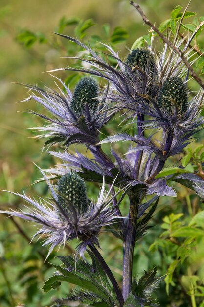 Eryngium planumrocher de nayevaudswiss