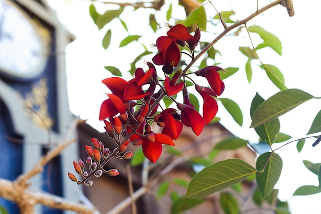 Erythrina crista-galli, vaak bekend als de cockspur-koraalboom die in Vietnam groeit