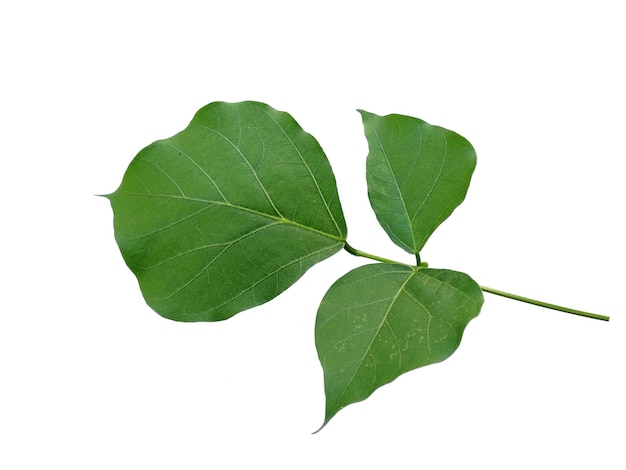 Erythrina variegata tree with green leaves on white background