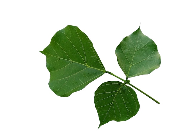 Erythrina variegata tree with green leaves on white background