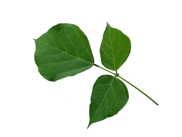 Erythrina variegata tree with green leaves on white background