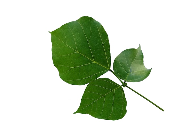 Erythrina variegata tree with green leaves on white background