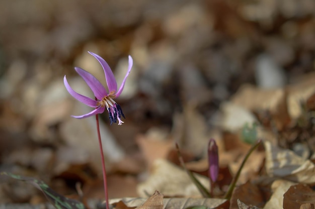 Erythronium denscanis Dog39s tand violet Fawn lelies