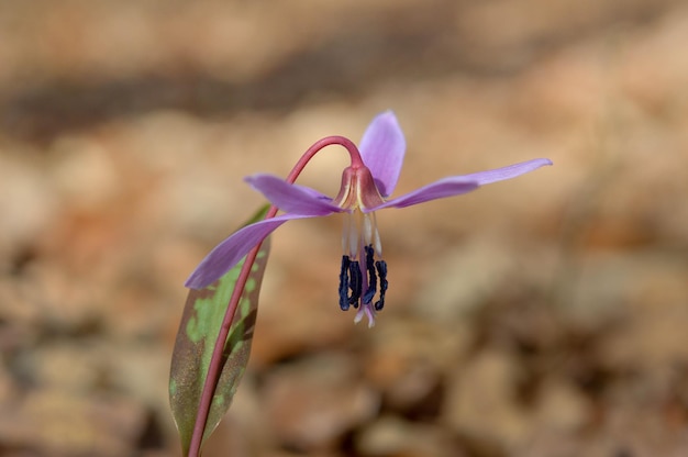 Erythronium denscanis Dog39s 歯スミレ Fawn lilies