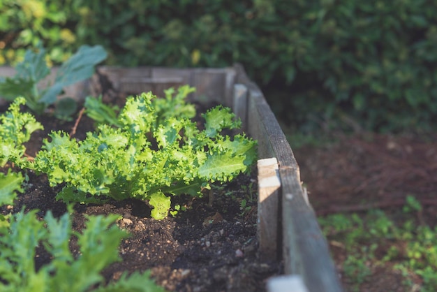 Escarole in the garden