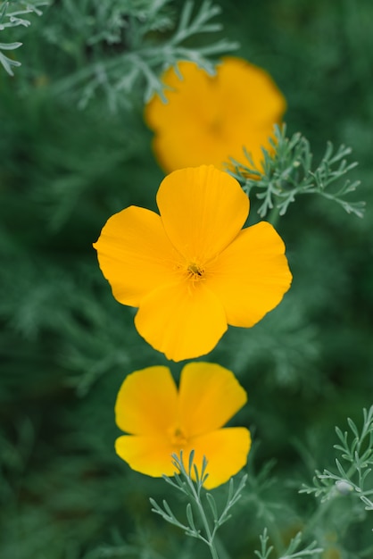 Escholzia黄色の花が夏に庭で育つ