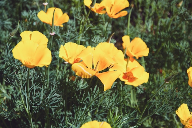 Eschscholzia californica 캘리포니아 양귀비 오렌지 꽃이 정원에서 피고 있습니다.