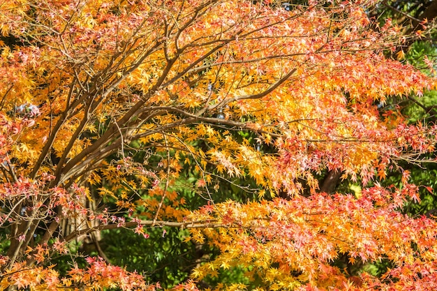 esdoorn bladeren in de herfst