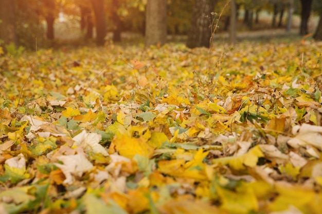 Esdoorn herfstbladeren zijaanzicht in defocus