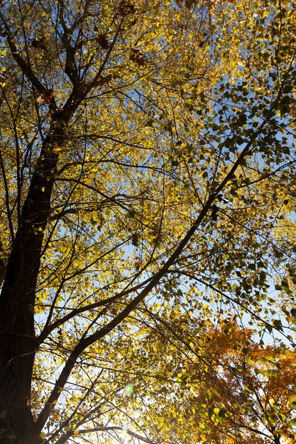 Esdoorn in de herfst, takken vergeeld en geel gebladerte