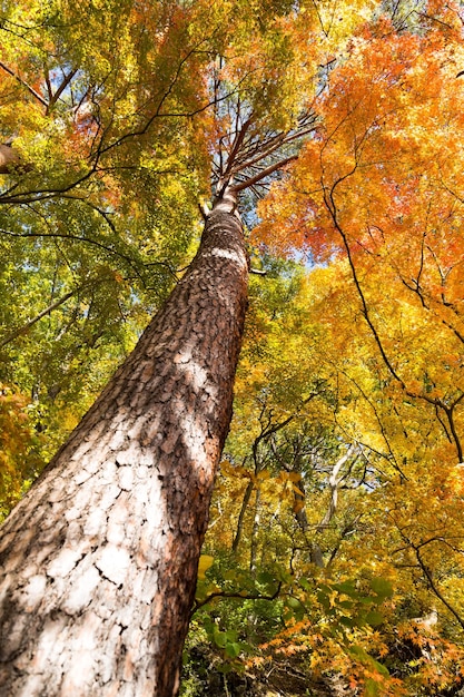 Esdoorn in de herfst