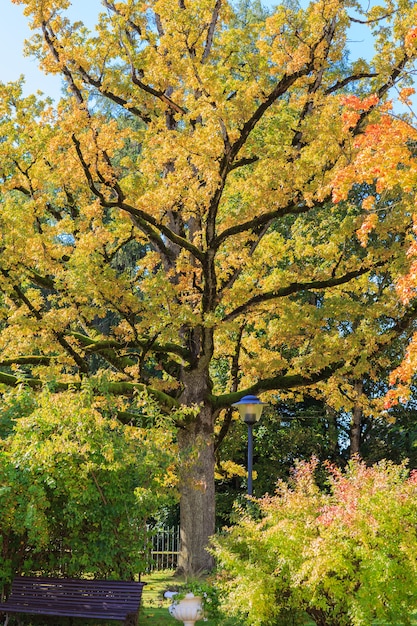 esdoorn in geel blad in de herfst