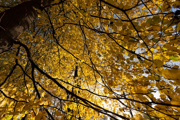 esdoorn in het herfstseizoen