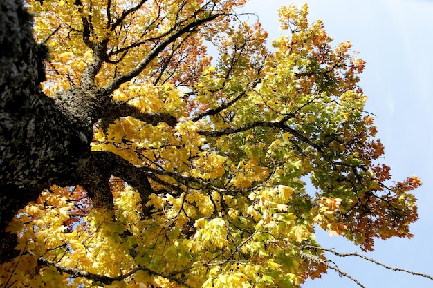 Esdoorn met rode en gele bladeren op een zonnige herfstdag in Letland