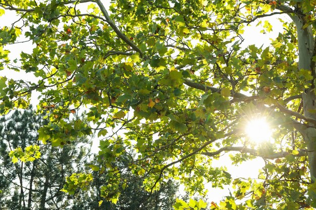 Esdoorn tegen blauwe hemel in zonnige ochtend