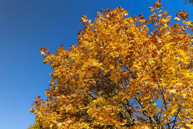 Esdoorn verandert tijdens het herfstseizoen in de clan tijdens de herfstbladval