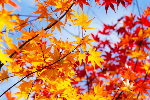 Esdoorn vertrekt in de herfst