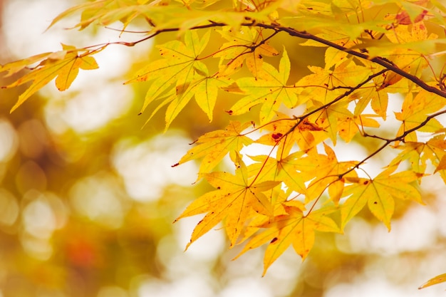 Esdoornblad, boomtak in de mooie herfst