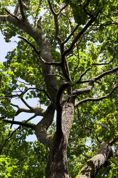 Esdoornblad in de herfst