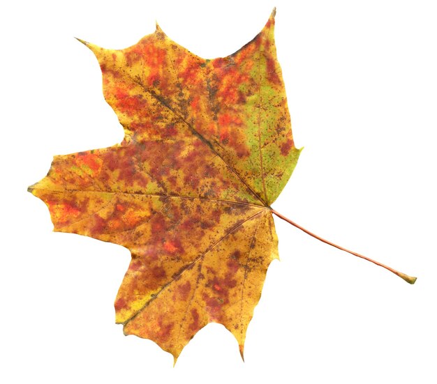 Esdoornblad in herfstkleuren Veelkleurig herfst esdoornblad geïsoleerd