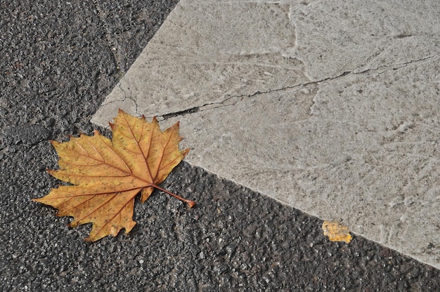 Esdoornblad op asfaltweg in de herfst