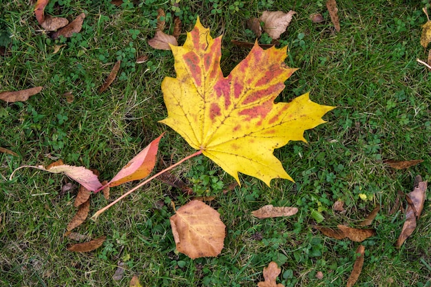 Esdoornblad op de grond in de herfst in East Grinstead