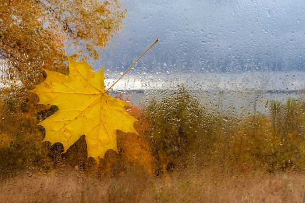 Esdoornblad op het natte glas met dalingen na regen