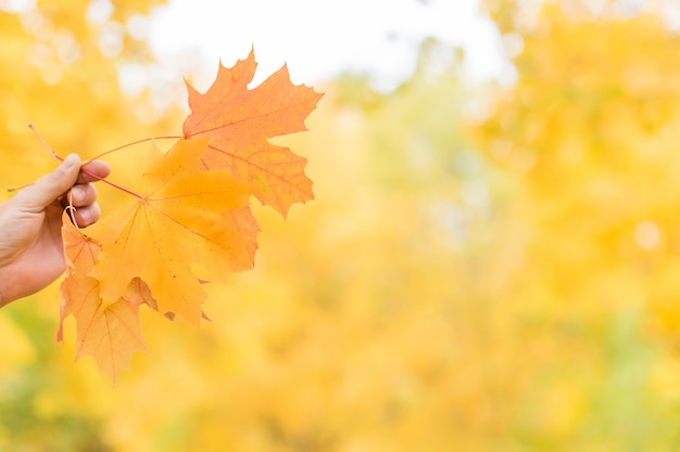 Esdoornbladeren in de hand herfst achtergrond kopie ruimte