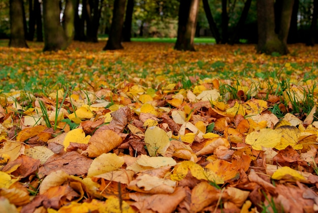 Esdoornbladeren in de herfst in het park