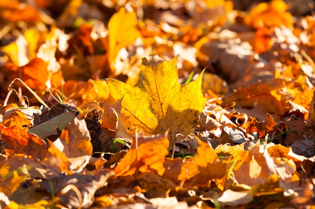 Esdoornbladeren in het herfstseizoen, seizoensveranderingen in de natuur worden verlicht door fel zonlicht