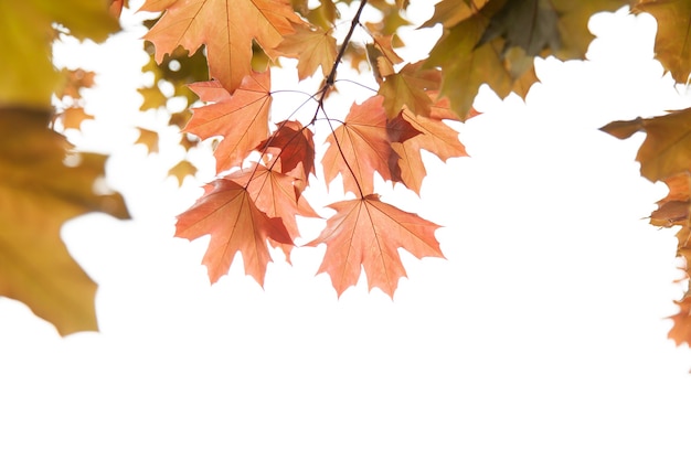 Esdoornbladeren op een takje in de herfst. Rode esdoorn bladeren.