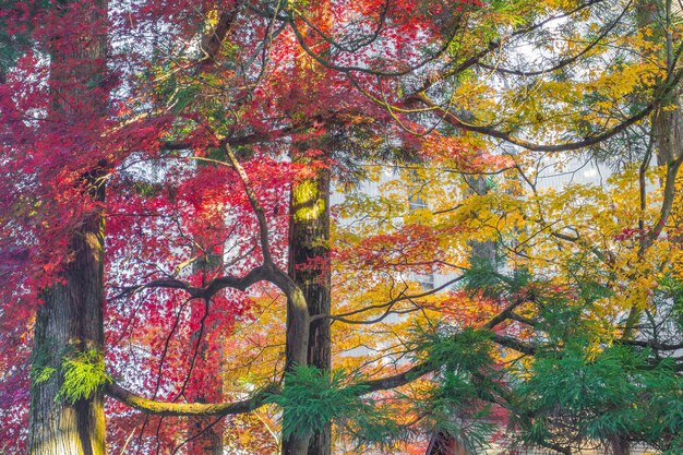 Esdoornboom in de herfst in Japan