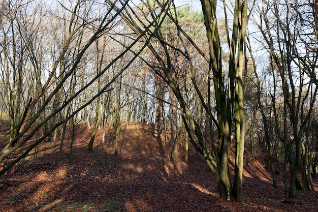 Esdoorngebladerte in het herfstseizoen tijdens bladval, esdoorn met veranderende rood wordende bladclose-up