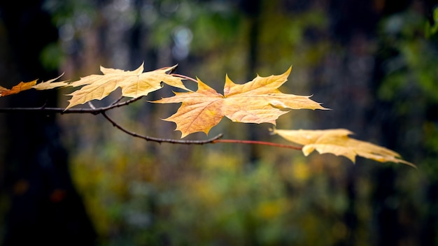 Esdoorntak met gele bladeren in een donker herfstbos