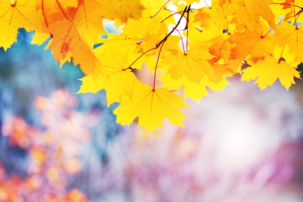 Esdoorntak met gele herfstbladeren op een onscherpe achtergrond bij zonnig weer