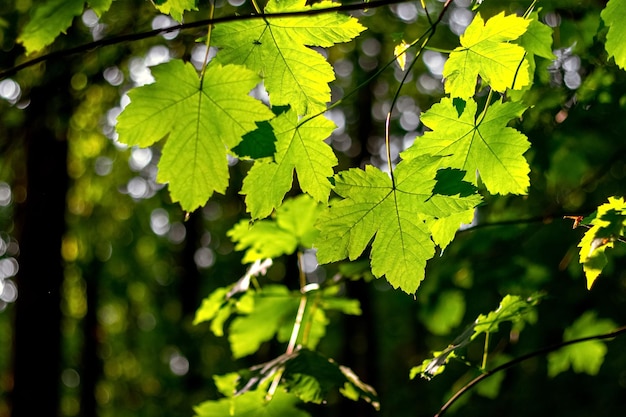 Esdoorntak met groene bladeren in het bos bij zonnig weer